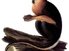 affe-2