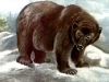 baer-2