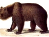 baer-braunbaer