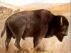 bison