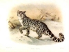 schneeleopard